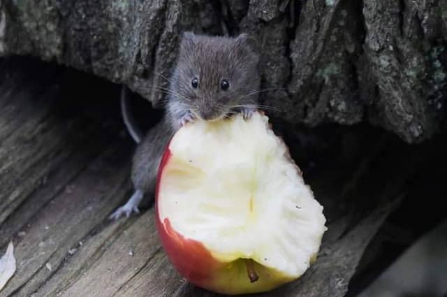 Take a look at these incredible wildlife pictures taken across Northamptonshire.
