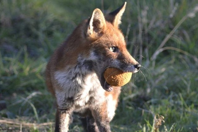 "Our late resident allotment fox!" Photo by Val Portus.