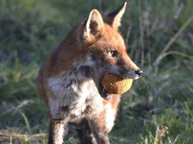 "Our late resident allotment fox!" Photo by Val Portus.