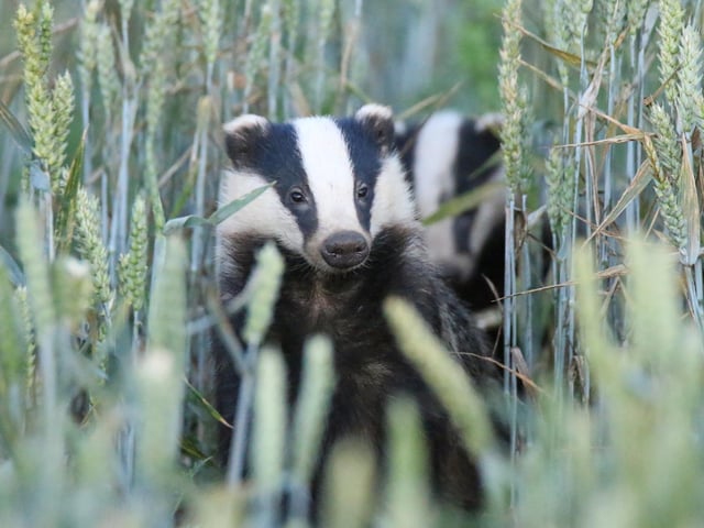 Badgers ambling across a field. Photo by Brian Cheney