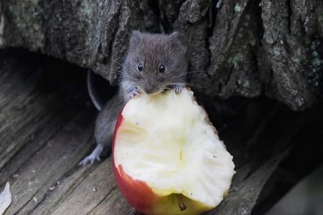 A tiny mouse enjoying a snack equivalent to his body weight. Photo by Dan Beaman.
