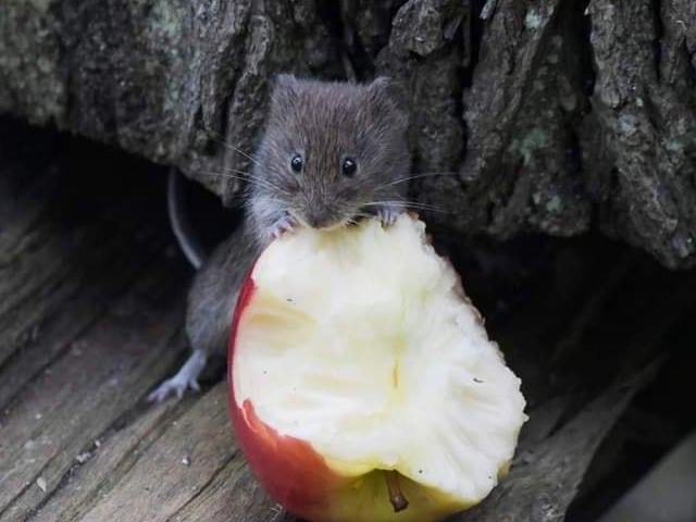 A tiny mouse enjoying a snack equivalent to his body weight. Photo by Dan Beaman.