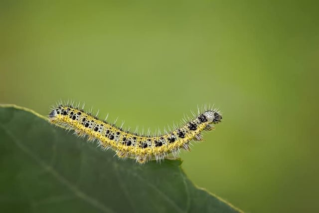 A caterpillar - look at that detail! Photo by Lisa Wildgoose.