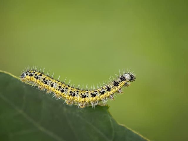 A caterpillar - look at that detail! Photo by Lisa Wildgoose.