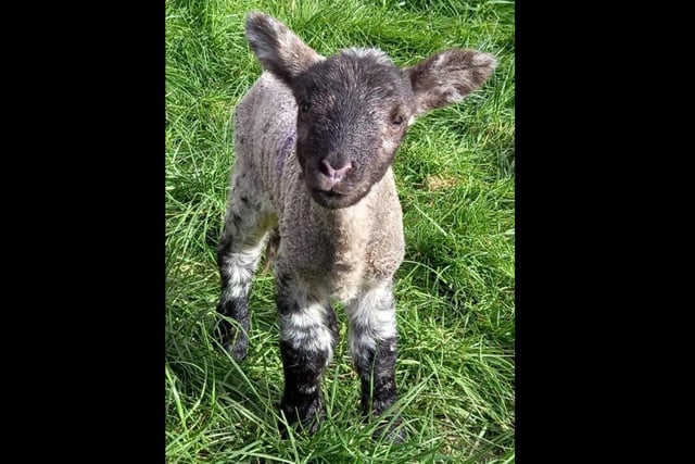 A little lamb. Photo by Allison Hedges.