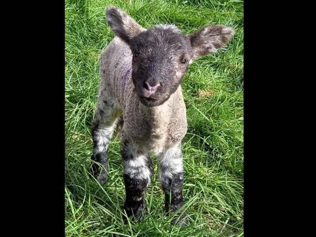 A little lamb. Photo by Allison Hedges.