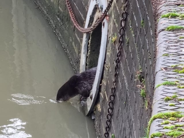 An otter spotted at Beckets Park. Photo by Mel Routley.