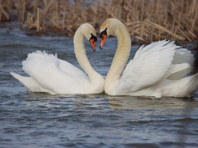 Swans in their signature heart shape pose. Photo by Sandra J Anderson.