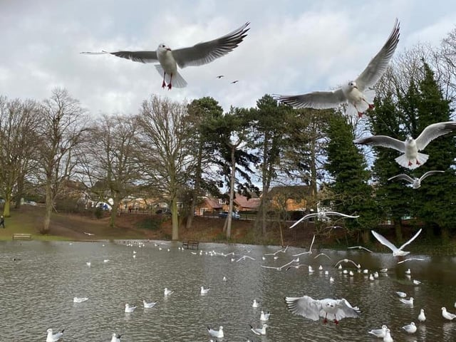 Seagulls in flight at Abington Park. Photo by Lyn Salmons.