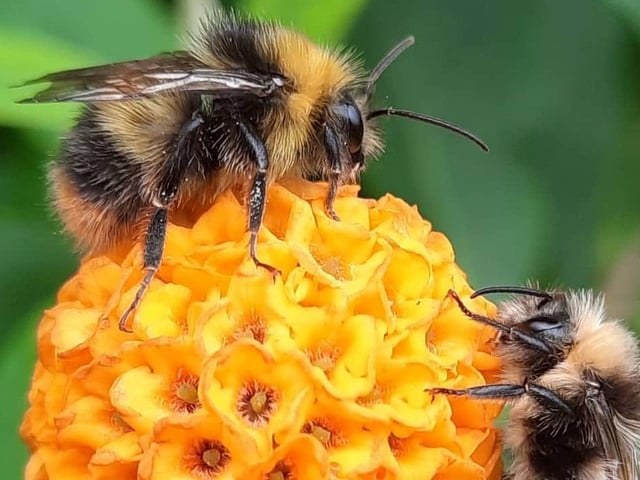 Bees gathering their nectar. Photo by Michaela Jaycock.
