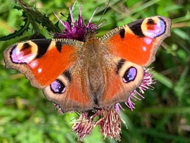 Peacock butterfly. Photo by Simon Armson.