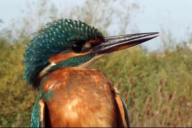 This Kingfisher certainly isn't camera shy! Photo by Kate Atkinson.