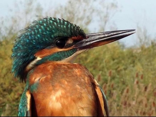 This Kingfisher certainly isn't camera shy! Photo by Kate Atkinson.