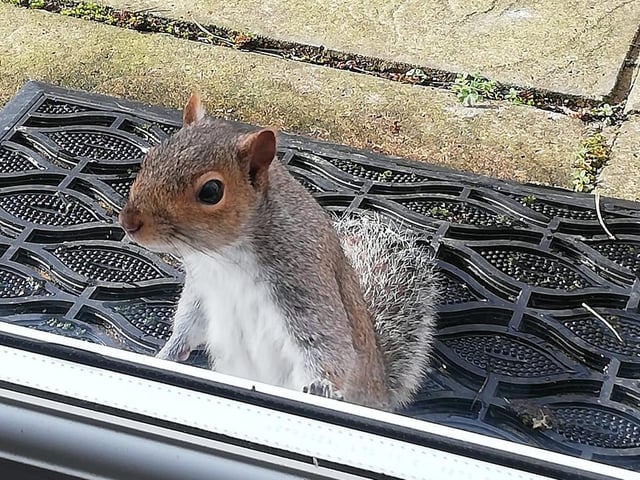 "Is anyone home? Your bird feeder appears to be empty." Photo by Liz Sturgess.