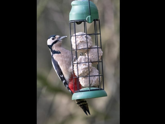 "Woody" at Summer Leys Nature Reserve. Photo by Sam Robinson.