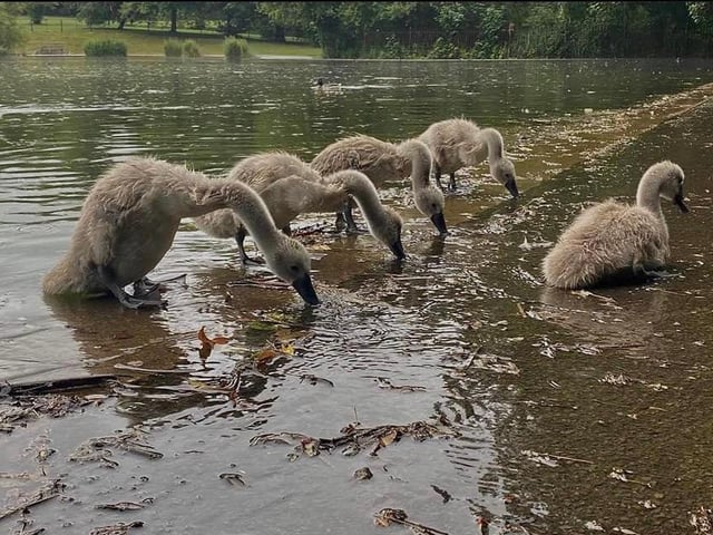 Cygnets at Abington Park. Photo by Kate Atkinson.