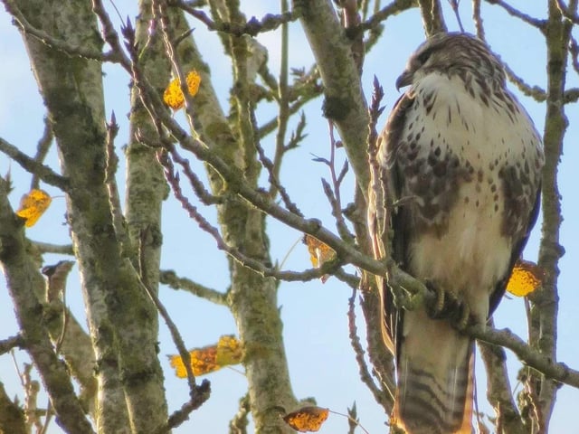 A Buzzard spotted in Bradlaugh Fields. Photo by Caroline Bull.