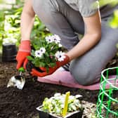 Green-fingered Brits are being offered tips on which gardening jobs they should get ahead of in March