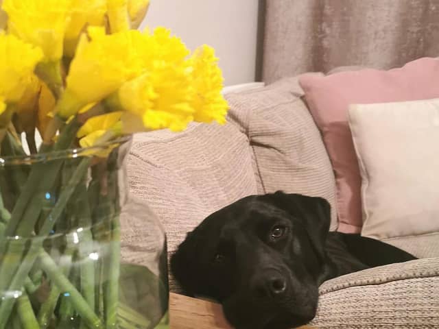 Animals can always rely on help from PDSA