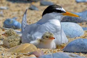 Birds can nest in all manner of places, says the RSPB (photo: Kevin Simmonds (rspb-images.com))