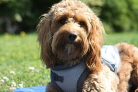 It's important to keep your dog safe in the sun
