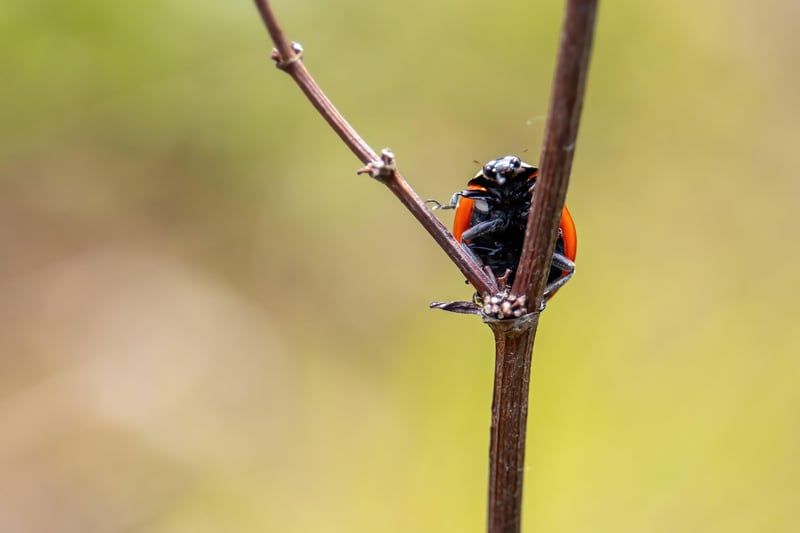 Dan Yates' winning photograph of a ladybird