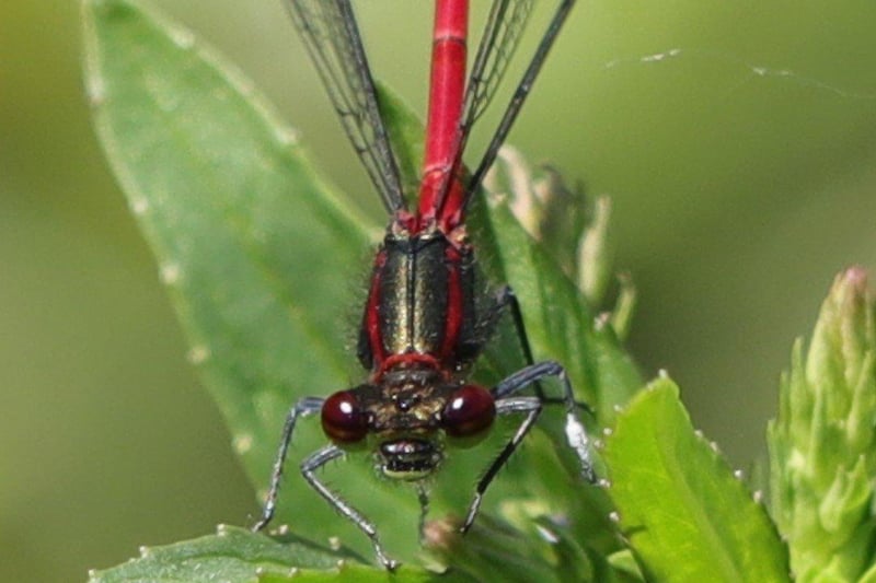 Lee Manvell's photograph of a large red damselfly was one of the winners featured on Worthing Pier