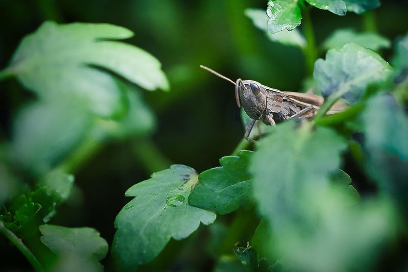 Paul Parsons' winning photograph of a meadow grasshopper