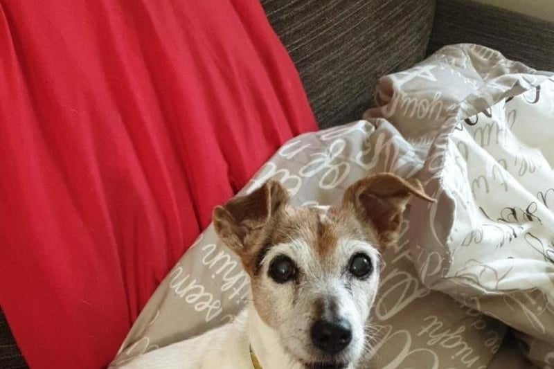 Jenny the Jack Russell Terrier enjoys sun-seeking in the garden and snuggling on the sofa. Photo: Dogs Trust
