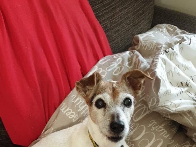 Jenny the Jack Russell Terrier enjoys sun-seeking in the garden and snuggling on the sofa. Photo: Dogs Trust