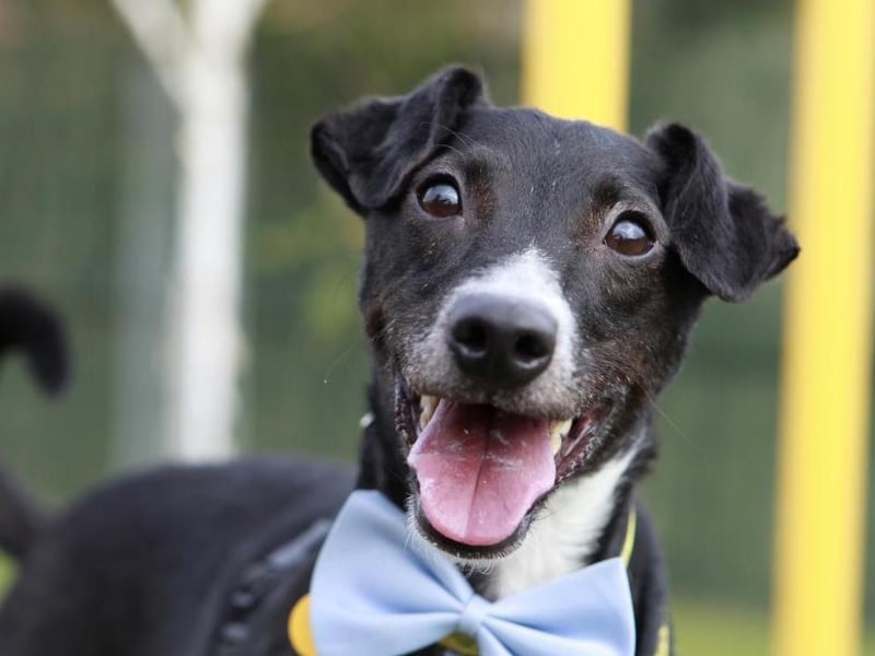 Peppy is an active six-year-old Patterdale cross who is fun and playful. Photo: Dogs Trust