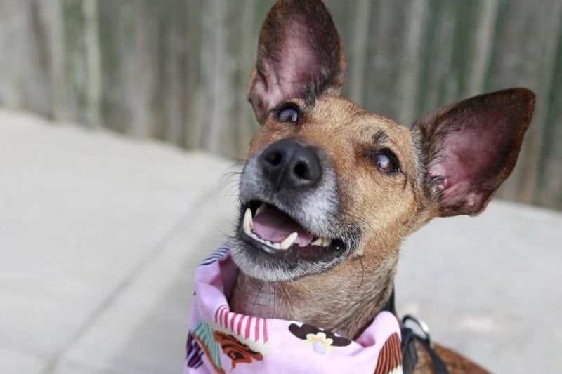 Pixie is a sweet Terrier cross, aged approximately three-years-old. Photo: Dogs Trust
