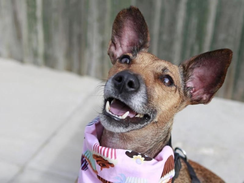 Pixie is a sweet Terrier cross, aged approximately three-years-old. Photo: Dogs Trust