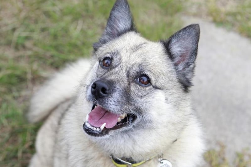 Symba is a friendly, four-year-old Pomeranian cross Husky with an easy going nature.