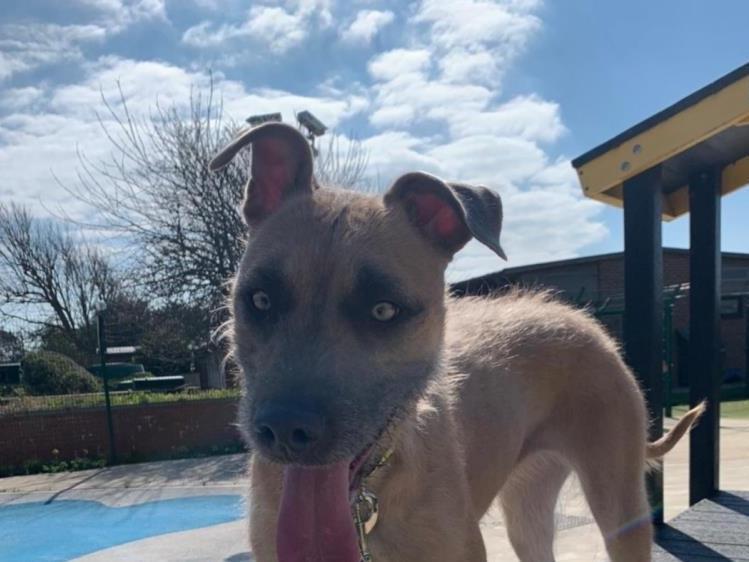 Tula is a bright, young Lurcher with a highly active nature.