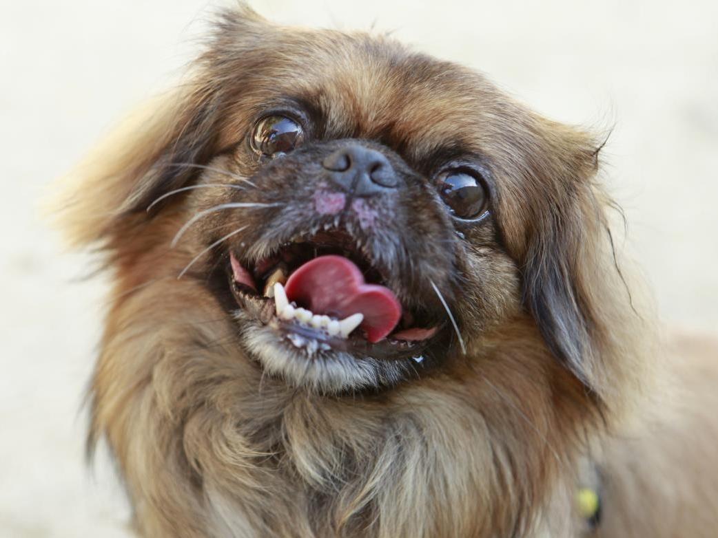 There is a wide range of dogs waiting to be re-homed at the Dogs Trust Rehoming Centre in Shoreham. Photo: Dogs Trust
