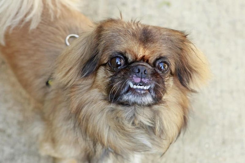 Maxx is a friendly, six-year-old Pekingese cross who adores the company of his favourite people. Photo: The Dogs Trust