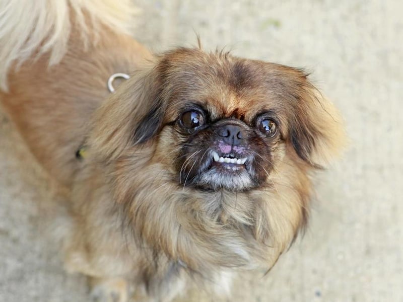 Maxx is a friendly, six-year-old Pekingese cross who adores the company of his favourite people. Photo: The Dogs Trust