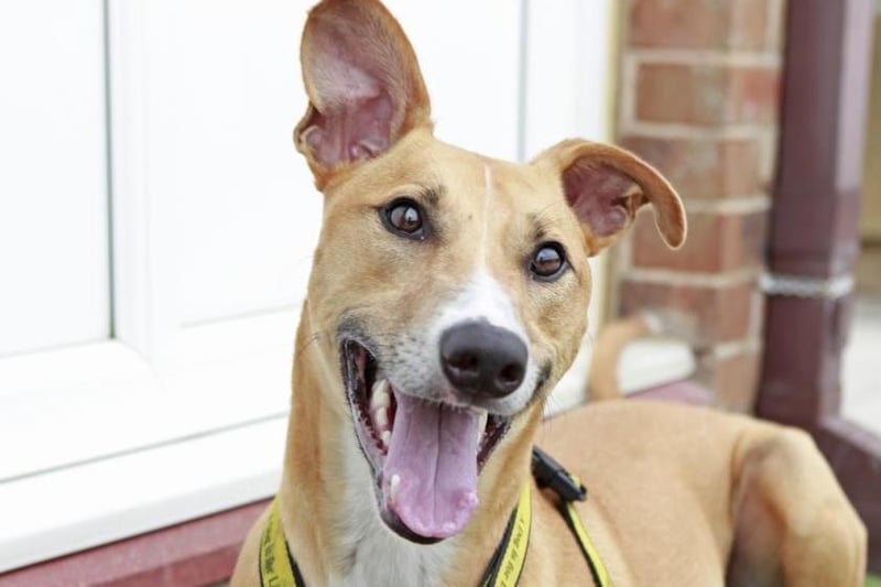 Biggles is an energetic two-year-old Lurcher with tonnes of character. Photo: Dogs Trust