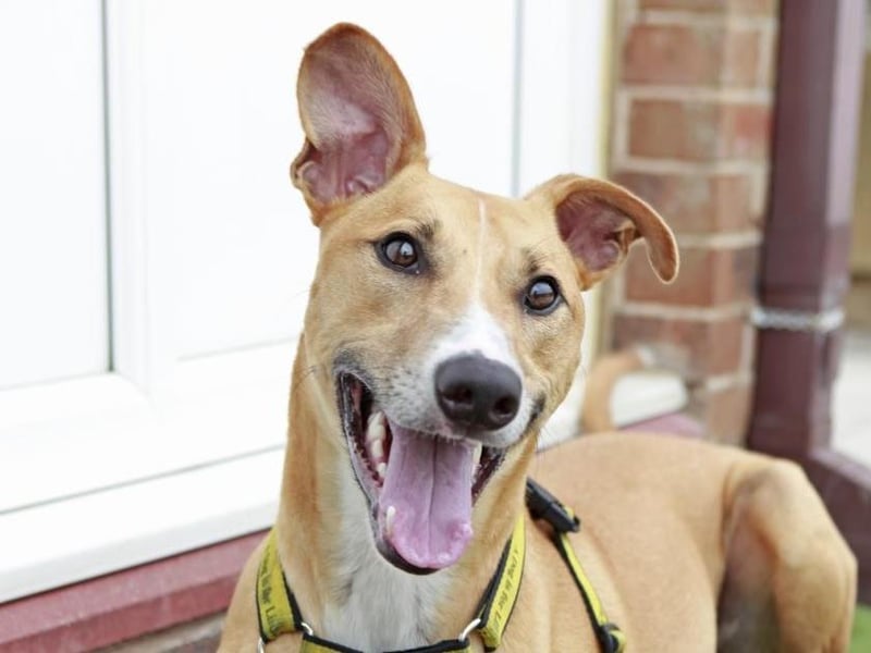 Biggles is an energetic two-year-old Lurcher with tonnes of character. Photo: Dogs Trust