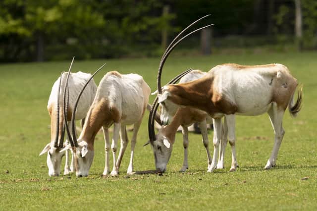 Scimitar-horned oryx. Picture by Jason Brown
