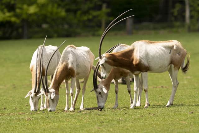 Scimitar-horned oryx. Picture by Jason Brown
