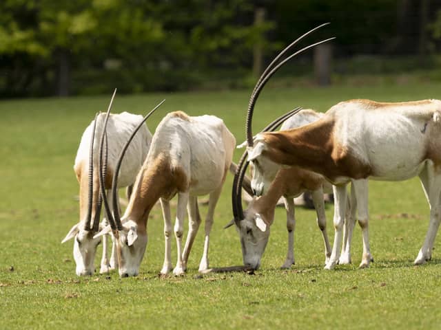 Scimitar-horned oryx. Picture by Jason Brown