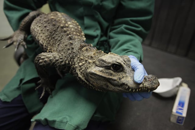 There are two west African dwarf crocodiles, one in the Havant Borough Council area and another in the Winchester City Council area. Picture: Dan Kitwood/Getty Images.