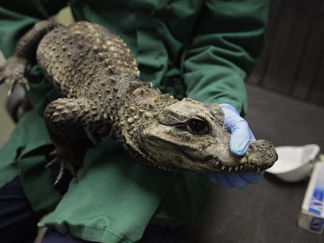 There are two west African dwarf crocodiles, one in the Havant Borough Council area and another in the Winchester City Council area. Picture: Dan Kitwood/Getty Images.