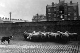 A collie herding sheep along Goldsmith Avenue, Fratton.