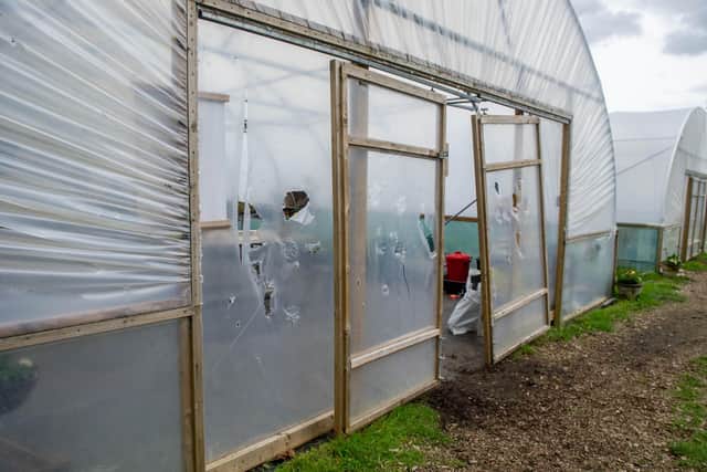 The damaged polytunnel at Staunton Country Park. Picture: Habibur Rahman