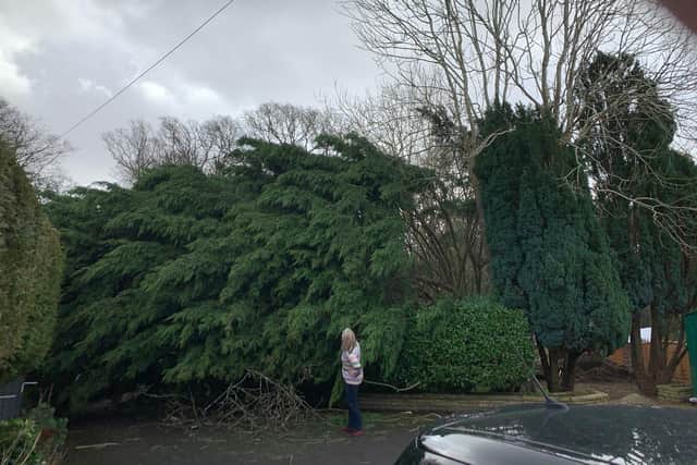 Inspecting the damage after a tree is ripped out by strong wind from Storm Eunice