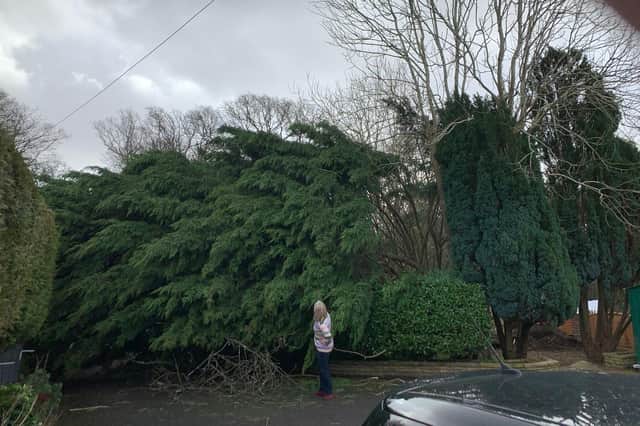 Inspecting the damage after a tree is ripped out by strong wind from Storm Eunice