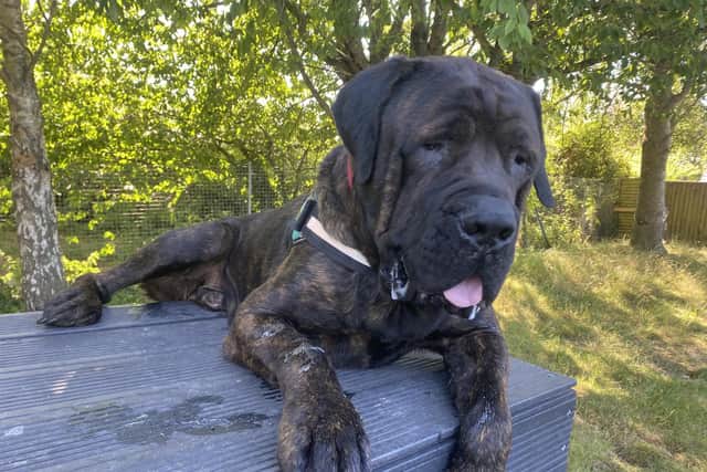 Big Moose is looking for his forever home after his previous owner could no longer look after him.